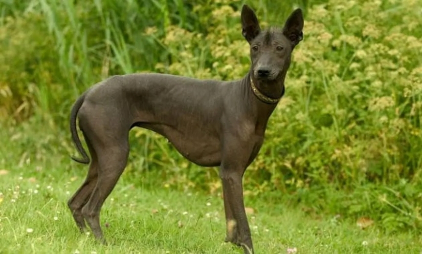 10 extraña pero fascinante problemas de la gente antigua 10 extraña pero fascinante problemas de la gente antigua