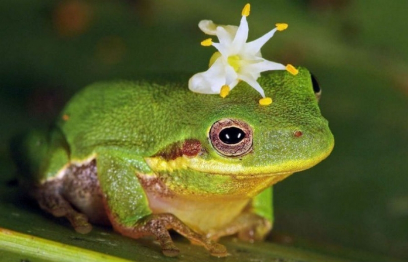 10 most powerful aphrodisiacs and their incredible stories 10 most powerful aphrodisiacs and their incredible stories