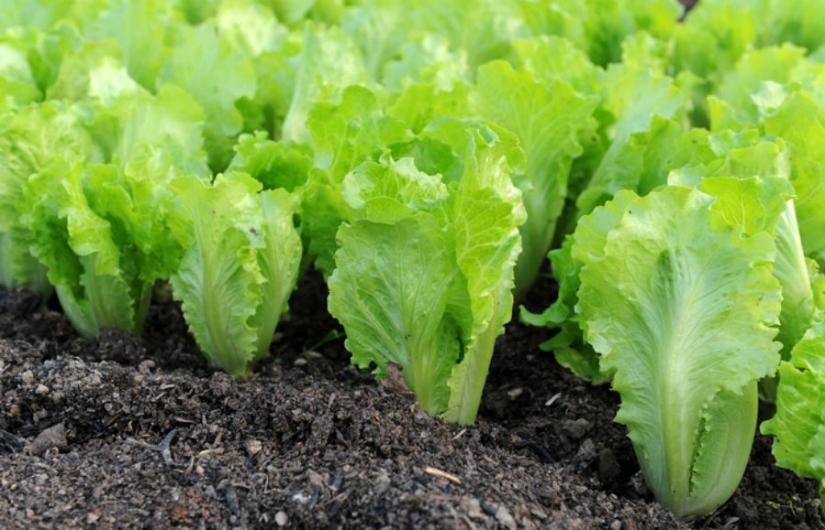 10 most powerful aphrodisiacs and their incredible stories 10 most powerful aphrodisiacs and their incredible stories