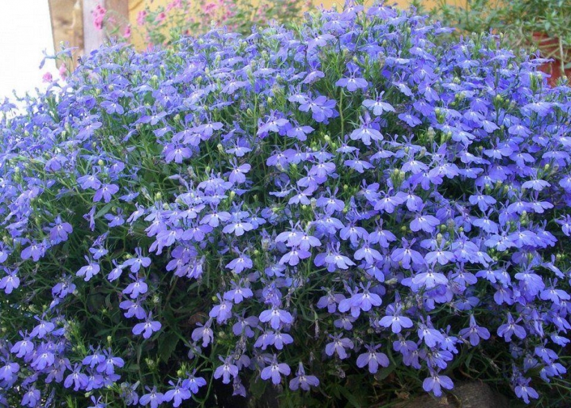 10 most suitable plants for growing in hanging pots