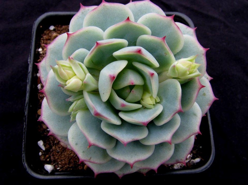 10 most suitable plants for growing in hanging pots