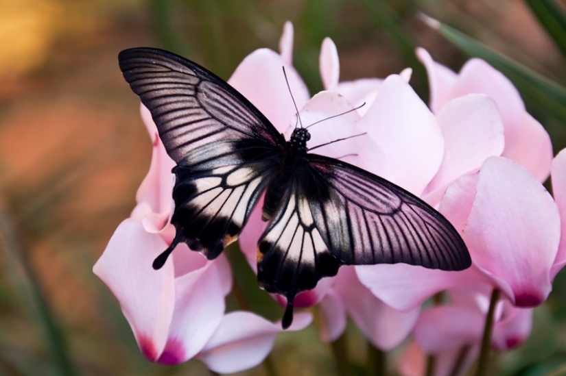 10 respuestas a preguntas extrañas, si se examina cuidadosamente cada uno 10 respuestas a preguntas extrañas, si se examina cuidadosamente cada uno