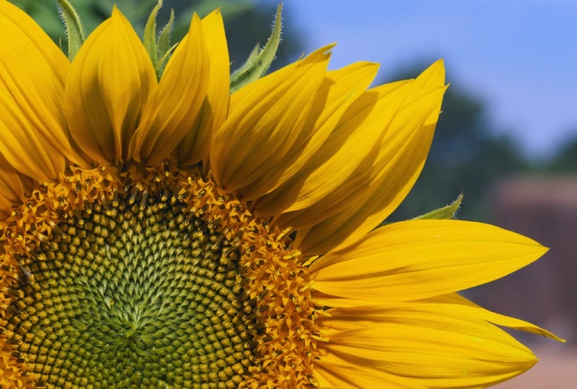 10 secretos de la naturaleza que los científicos no han podido revelar