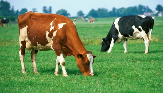 10 secretos de la naturaleza que los científicos no han podido revelar