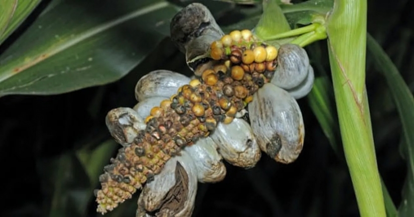 10 weird but fascinating problems of ancient people