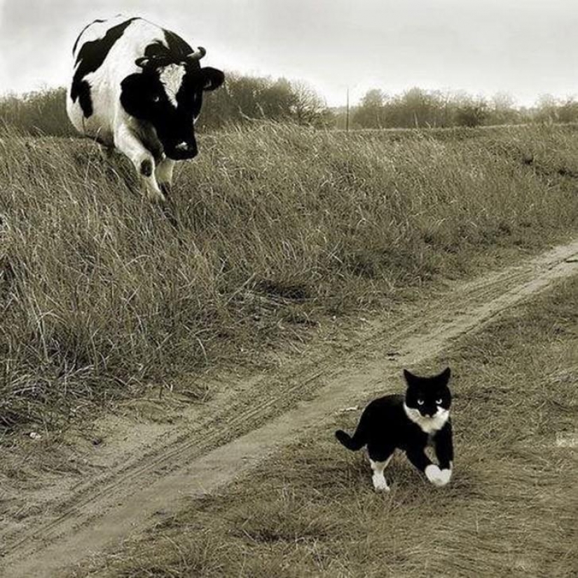 100 best cat photos of all times and peoples