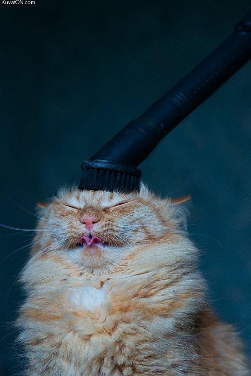 100 best cat photos of all times and peoples