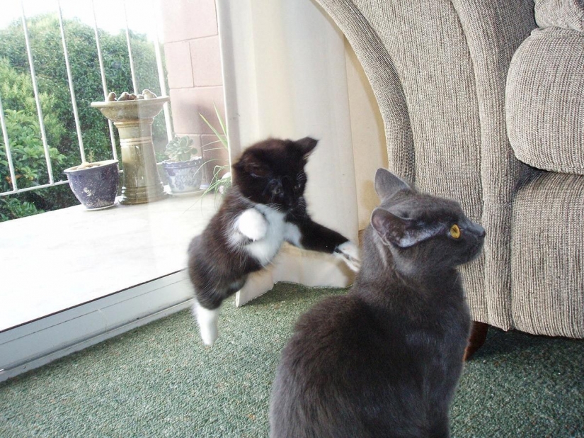 100 best cat photos of all times and peoples