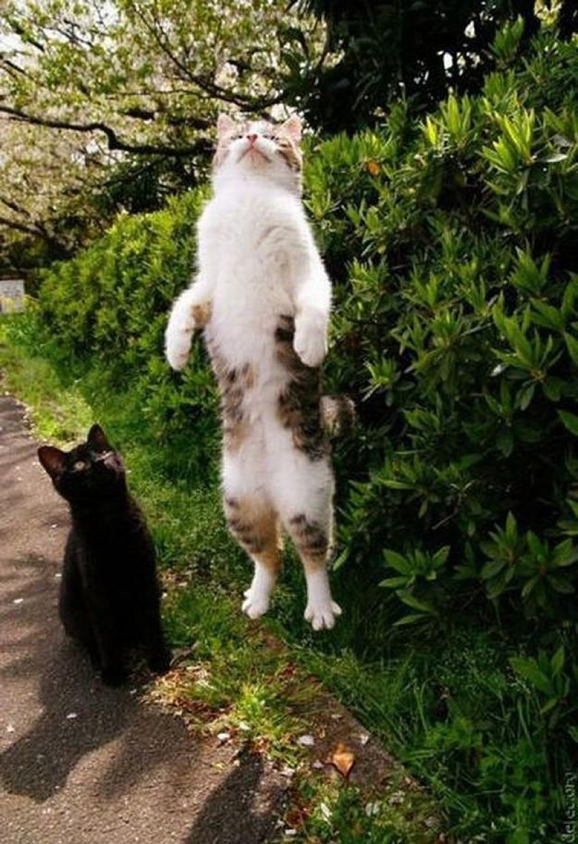 100 best cat photos of all times and peoples