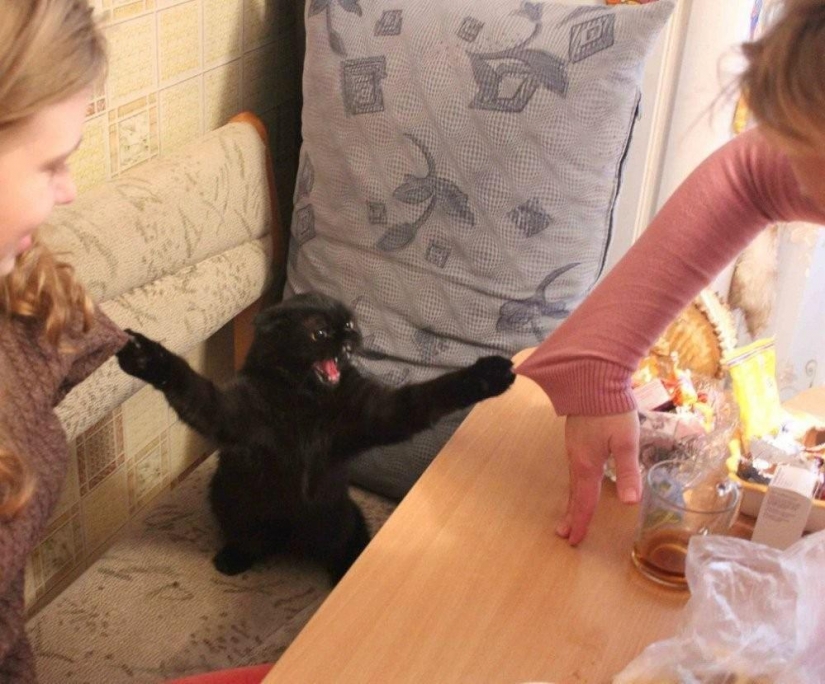 100 best cat photos of all times and peoples