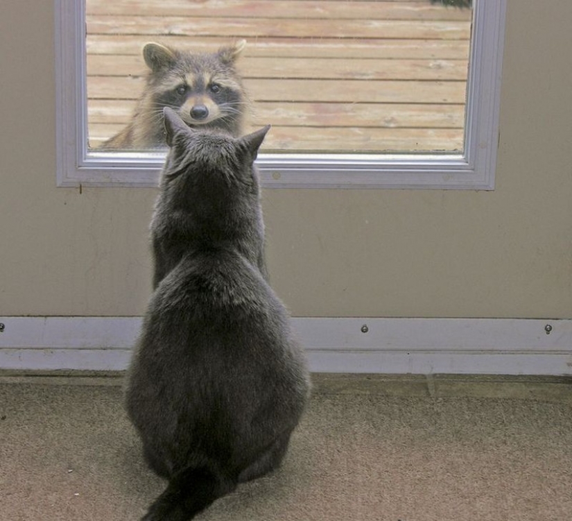 100 de las más increíbles imágenes de los mapaches de todos los tiempos y de los pueblos