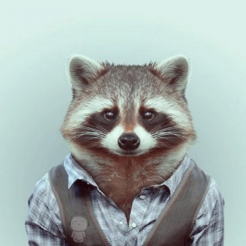 100 de las más increíbles imágenes de los mapaches de todos los tiempos y de los pueblos