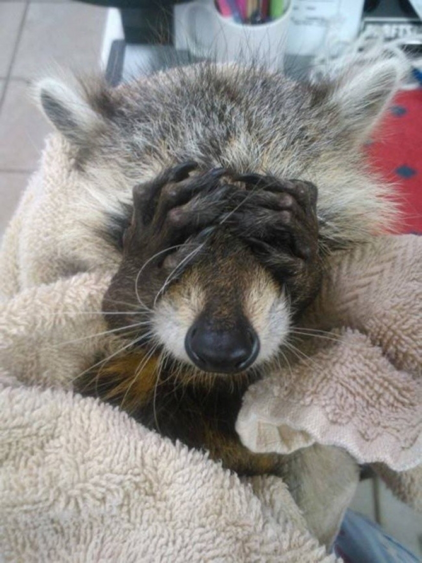 100 de las más increíbles imágenes de los mapaches de todos los tiempos y de los pueblos