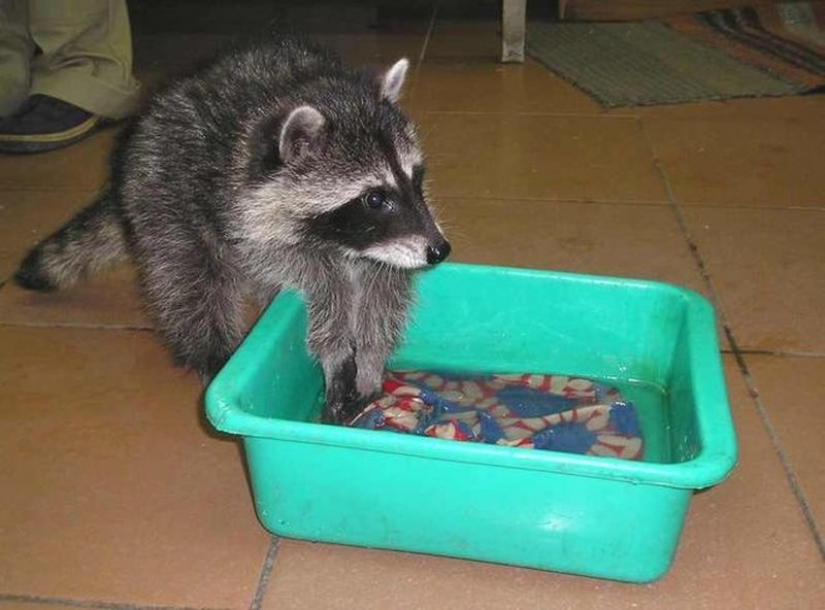 100 de las más increíbles imágenes de los mapaches de todos los tiempos y de los pueblos