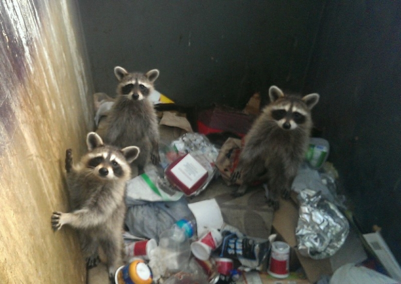 100 de las más increíbles imágenes de los mapaches de todos los tiempos y de los pueblos