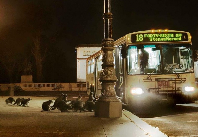 100 de las más increíbles imágenes de los mapaches de todos los tiempos y de los pueblos