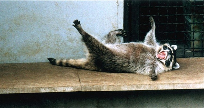 100 de las más increíbles imágenes de los mapaches de todos los tiempos y de los pueblos