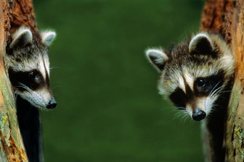100 of the most cool pictures of raccoons of all times and peoples 100 of the most cool pictures of raccoons of all times and peoples