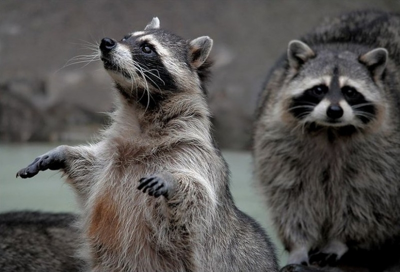 100 of the most cool pictures of raccoons of all times and peoples 100 of the most cool pictures of raccoons of all times and peoples
