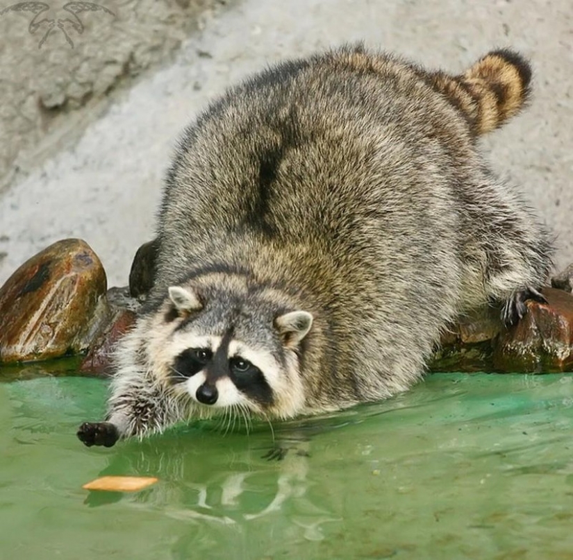 100 of the most cool pictures of raccoons of all times and peoples 100 of the most cool pictures of raccoons of all times and peoples