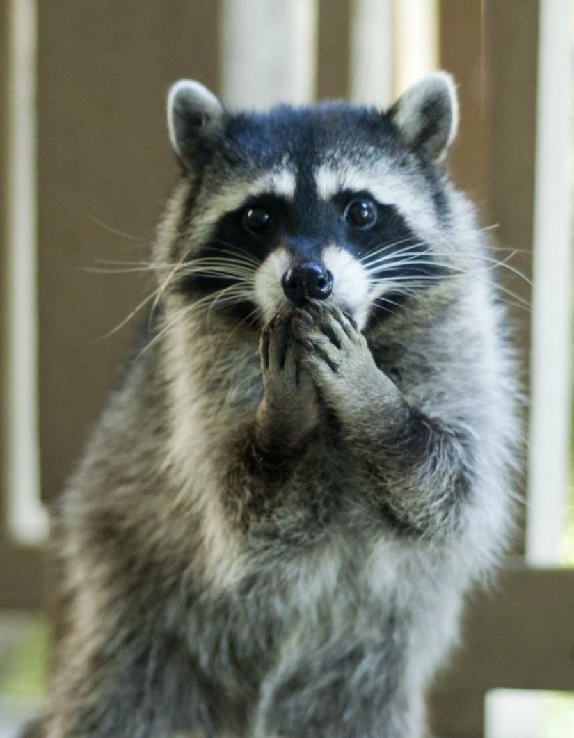 100 of the most cool pictures of raccoons of all times and peoples 100 of the most cool pictures of raccoons of all times and peoples