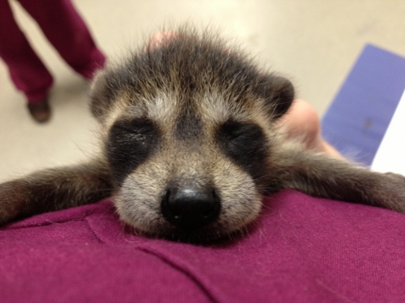 100 of the most cool pictures of raccoons of all times and peoples 100 of the most cool pictures of raccoons of all times and peoples