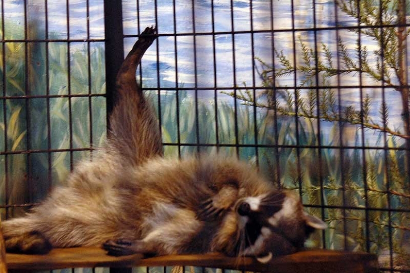 100 of the most cool pictures of raccoons of all times and peoples 100 of the most cool pictures of raccoons of all times and peoples