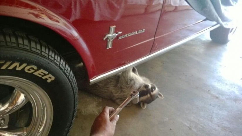 100 of the most cool pictures of raccoons of all times and peoples 100 of the most cool pictures of raccoons of all times and peoples