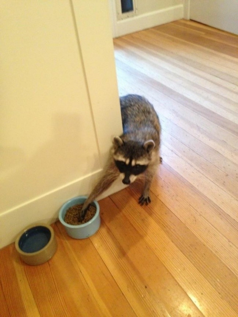 100 of the most cool pictures of raccoons of all times and peoples 100 of the most cool pictures of raccoons of all times and peoples