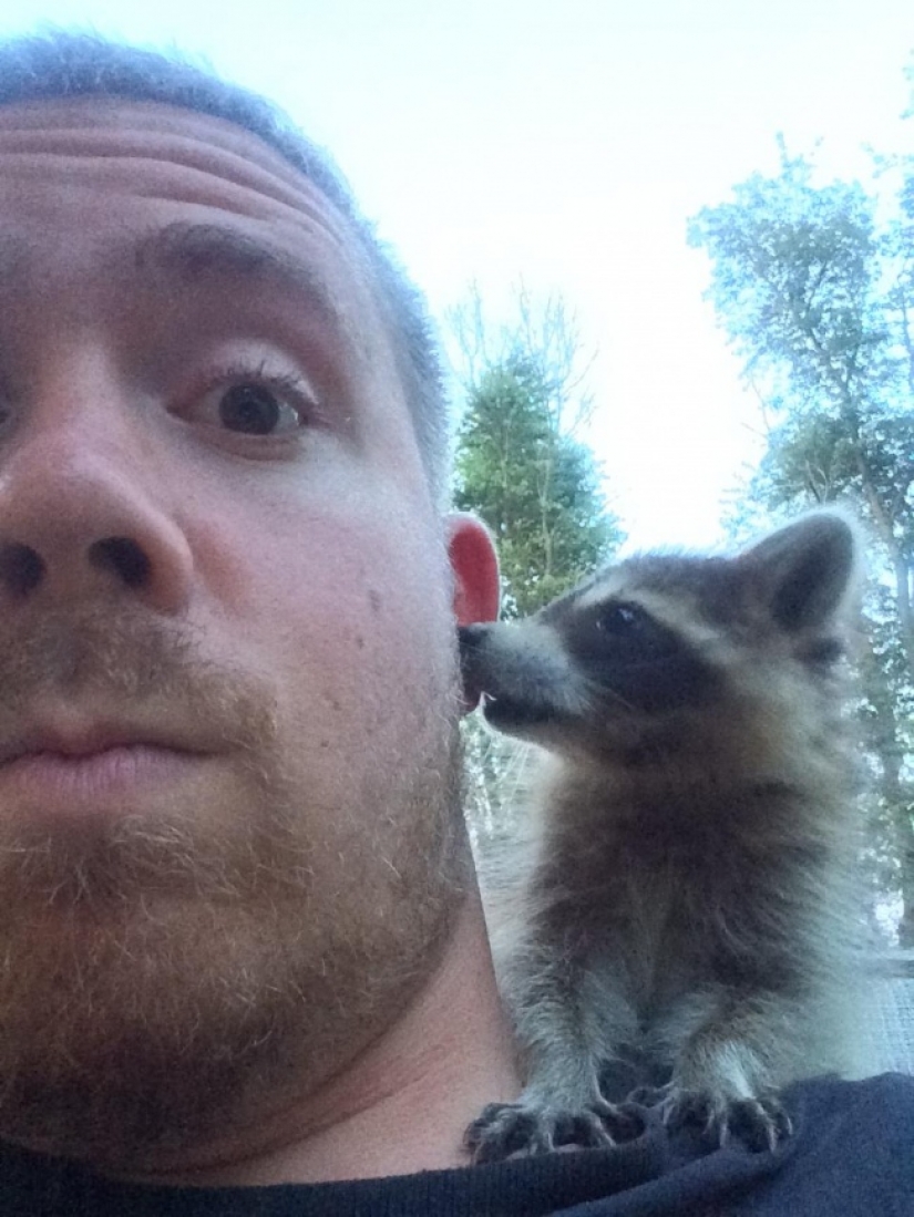 100 of the most cool pictures of raccoons of all times and peoples 100 of the most cool pictures of raccoons of all times and peoples