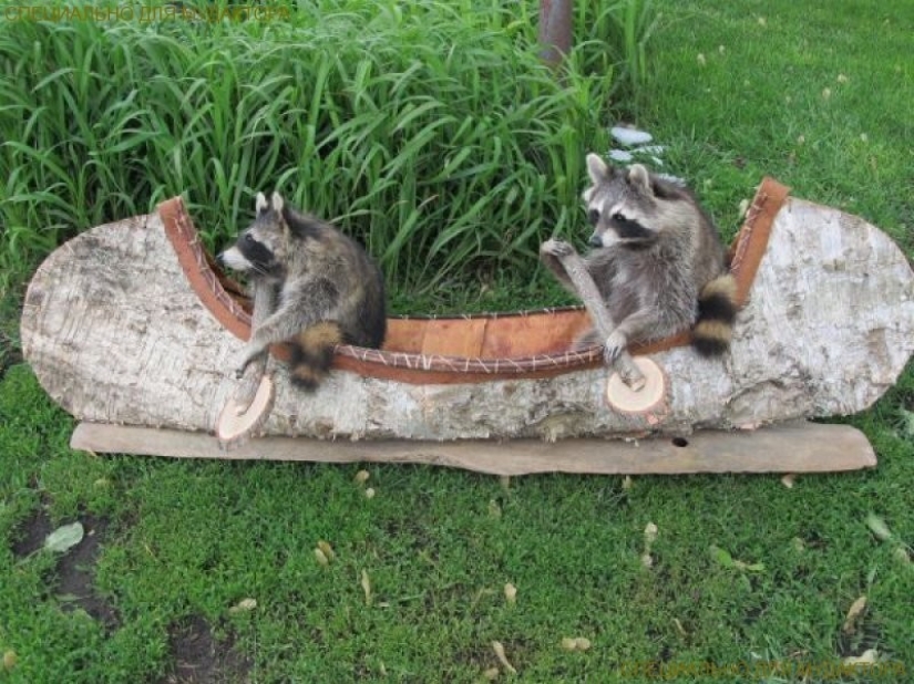 100 of the most cool pictures of raccoons of all times and peoples 100 of the most cool pictures of raccoons of all times and peoples