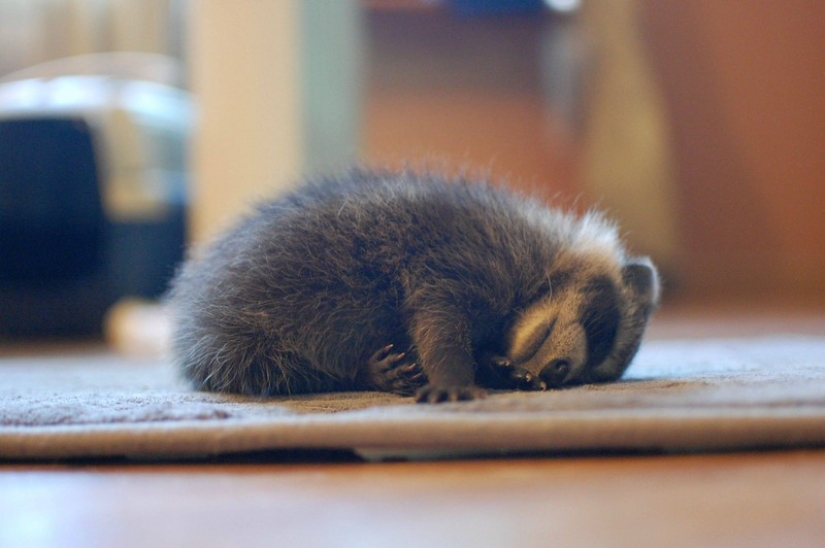 100 of the most cool pictures of raccoons of all times and peoples 100 of the most cool pictures of raccoons of all times and peoples