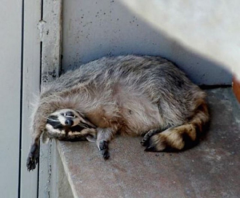 100 of the most cool pictures of raccoons of all times and peoples 100 of the most cool pictures of raccoons of all times and peoples