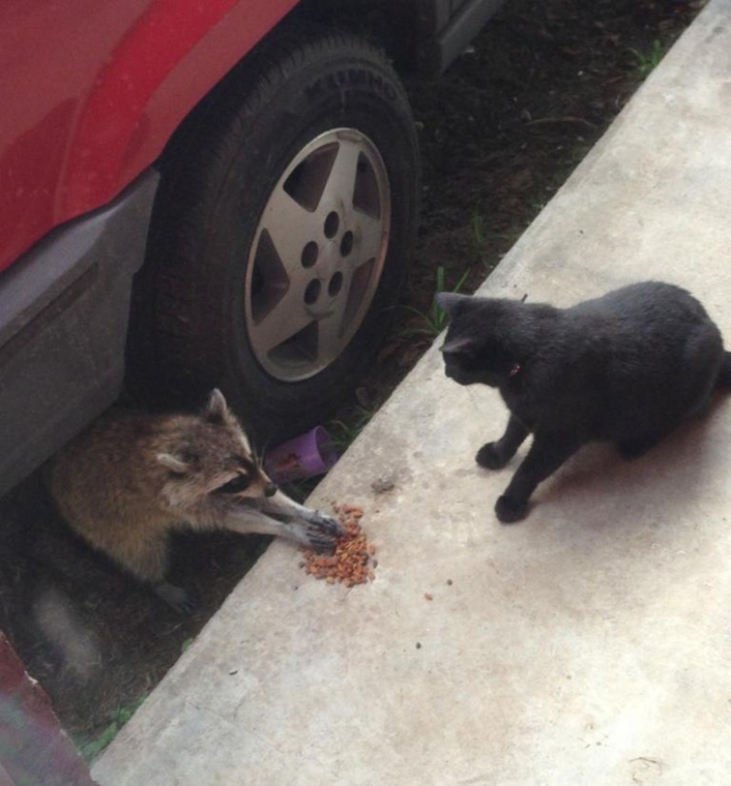 100 of the most cool pictures of raccoons of all times and peoples 100 of the most cool pictures of raccoons of all times and peoples