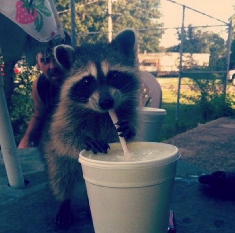 100 of the most cool pictures of raccoons of all times and peoples 100 of the most cool pictures of raccoons of all times and peoples