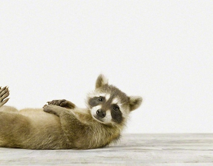 100 of the most cool pictures of raccoons of all times and peoples 100 of the most cool pictures of raccoons of all times and peoples