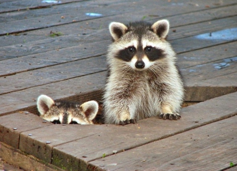 100 of the most cool pictures of raccoons of all times and peoples 100 of the most cool pictures of raccoons of all times and peoples