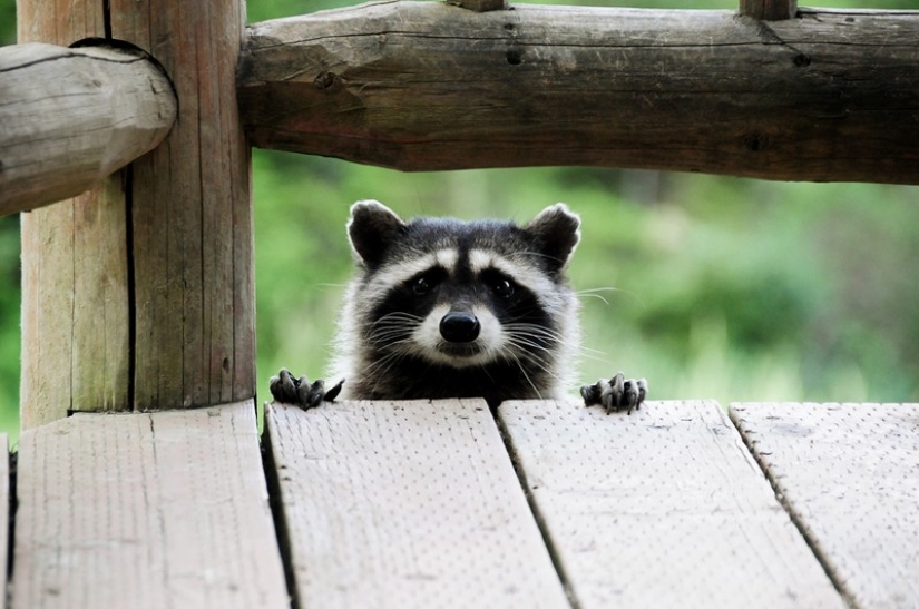 100 of the most cool pictures of raccoons of all times and peoples 100 of the most cool pictures of raccoons of all times and peoples