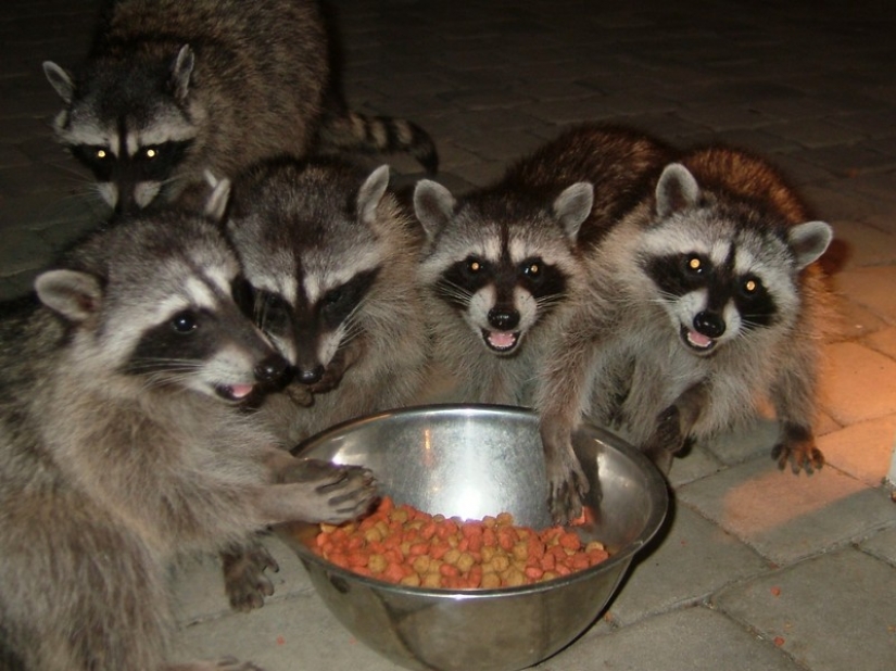 100 of the most cool pictures of raccoons of all times and peoples 100 of the most cool pictures of raccoons of all times and peoples