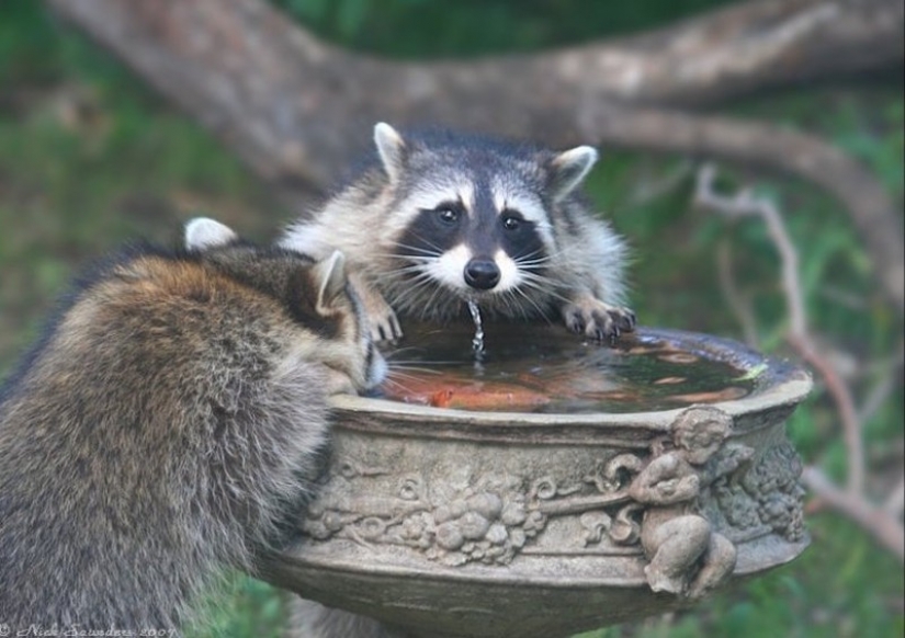 100 of the most cool pictures of raccoons of all times and peoples 100 of the most cool pictures of raccoons of all times and peoples