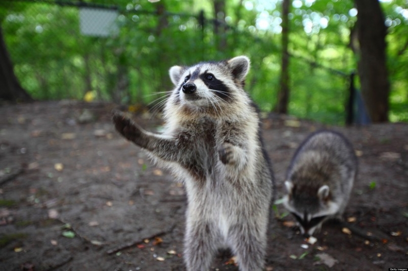 100 of the most cool pictures of raccoons of all times and peoples 100 of the most cool pictures of raccoons of all times and peoples