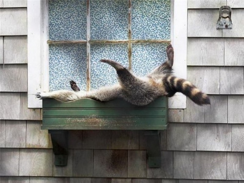 100 of the most cool pictures of raccoons of all times and peoples 100 of the most cool pictures of raccoons of all times and peoples