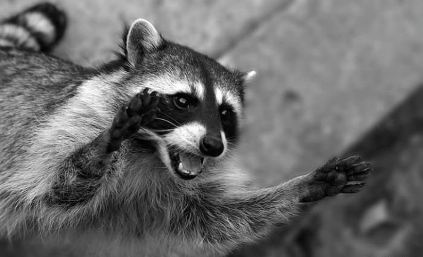 100 of the most cool pictures of raccoons of all times and peoples 100 of the most cool pictures of raccoons of all times and peoples