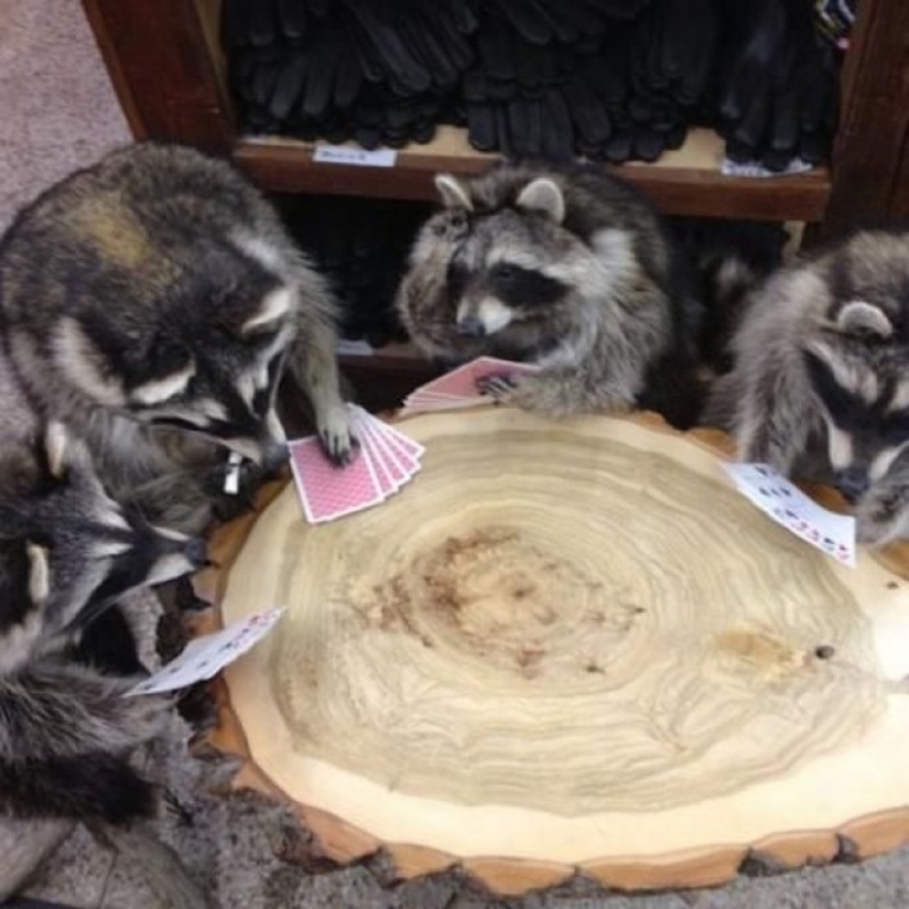 100 of the most cool pictures of raccoons of all times and peoples 100 of the most cool pictures of raccoons of all times and peoples