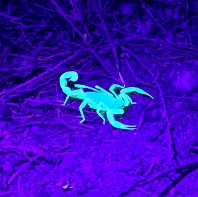 12 animales que parecen sacados directamente de una película de ciencia ficción