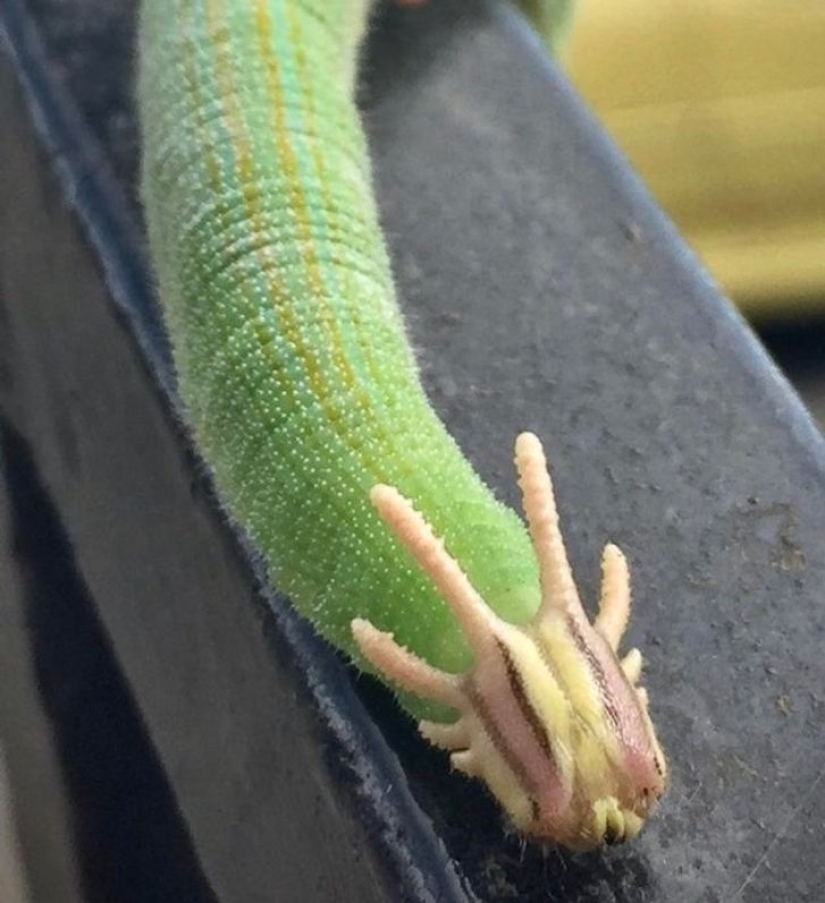 12 animales que parecen sacados directamente de una película de ciencia ficción