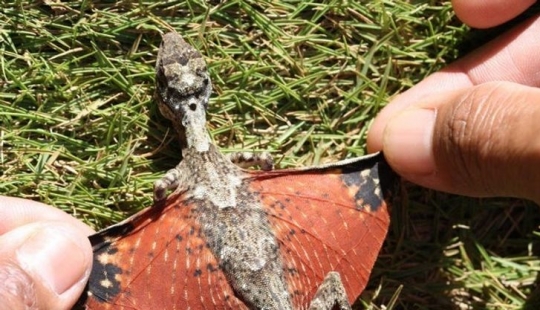 12 animales que parecen sacados directamente de una película de ciencia ficción 12 animales que parecen sacados directamente de una película de ciencia ficción