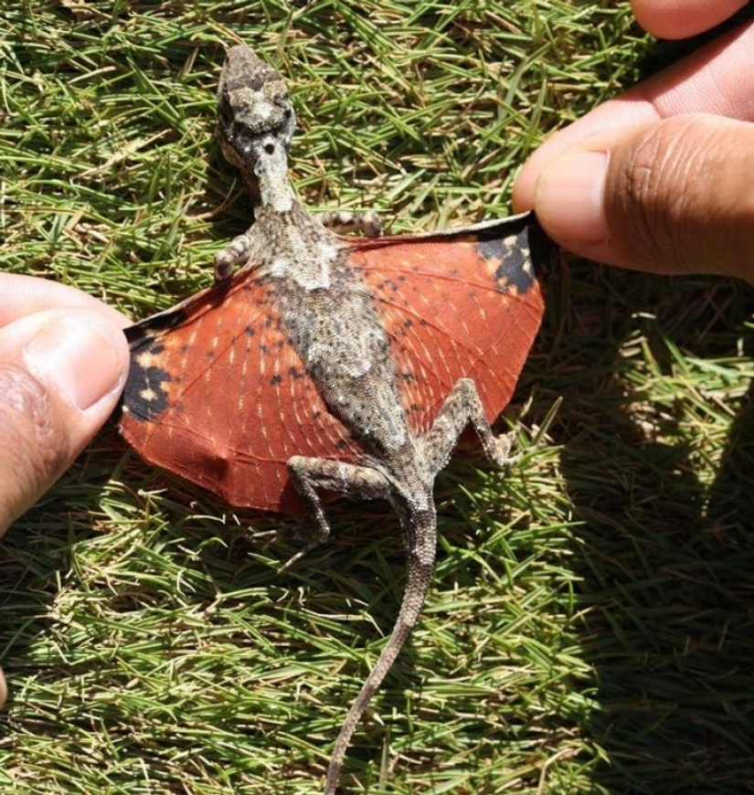 12 animals that look like they came straight from a sci-fi movie