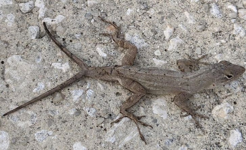 12 animals that look like they came straight from a sci-fi movie