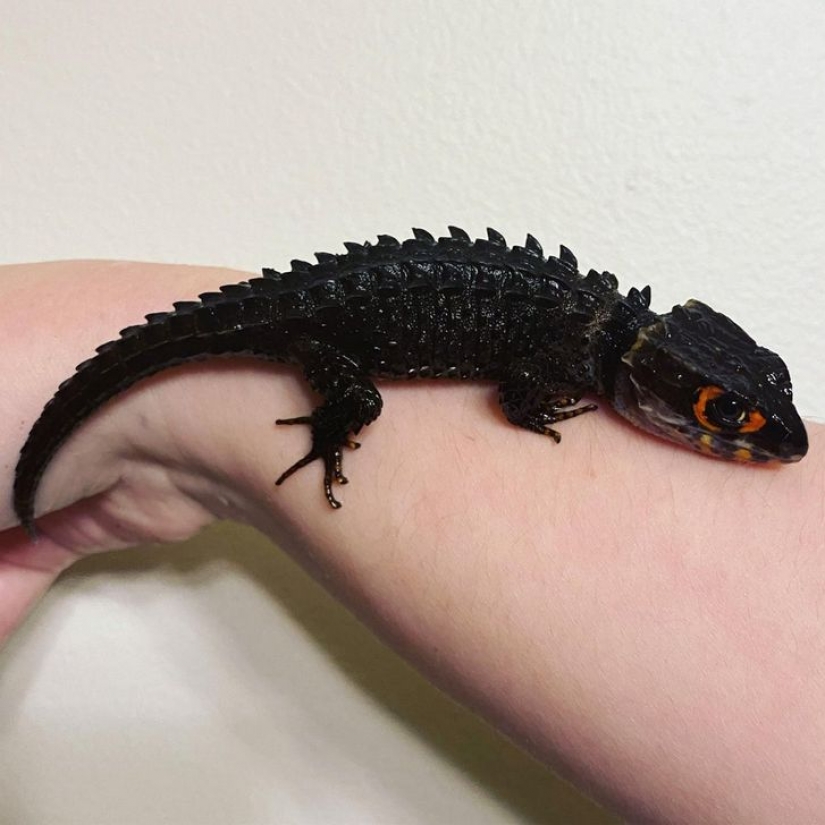 12 animals that look like they came straight from a sci-fi movie